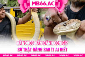 Bắt Được Rắn Đánh Con Gì? Sự Thật Đằng Sau Ít Ai Biết