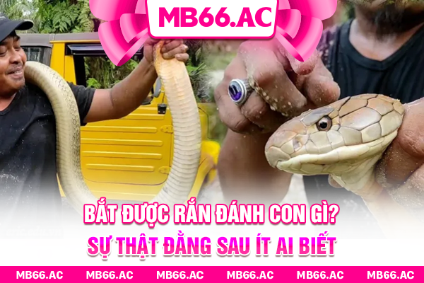 Bắt Được Rắn Đánh Con Gì? Sự Thật Đằng Sau Ít Ai Biết
