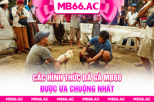 Các hình thức đá gà MB66 được ưa chuộng nhất