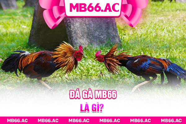Đá gà MB66 là gì?