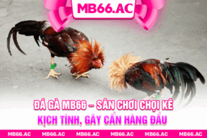 Đá Gà Mb66 – Sân Chơi Chọi Kê Kịch Tính, Gây Cấn Hàng Đầu