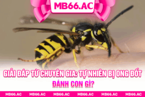 Giải Đáp Tự Nhiên Bị Ong Đốt Đánh Con Gì Chuẩn Xác Nhất