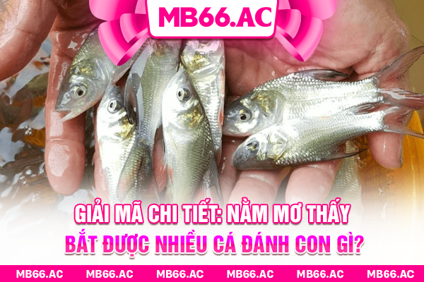 Giải Mã Nằm Mơ Thấy Bắt Được Nhiều Cá Đánh Con Gì Chuẩn Nhất