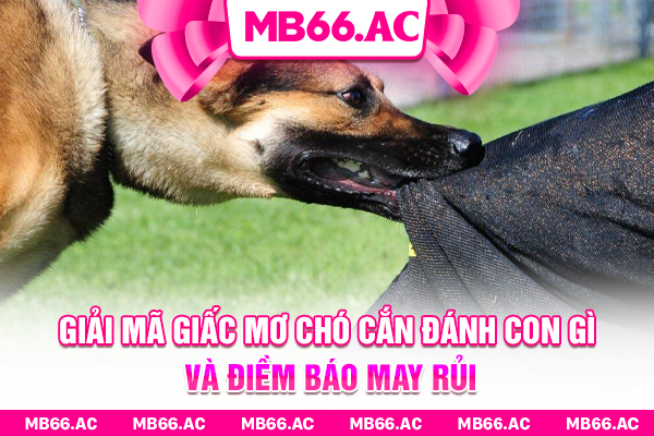 Giải mã giấc mơ chó cắn đánh con gì và điềm báo may rủi