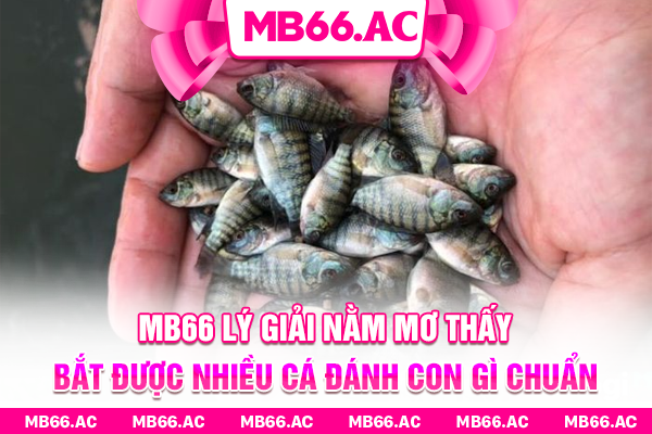 MB66 lý giải nằm mơ thấy bắt được nhiều cá đánh con gì chuẩn