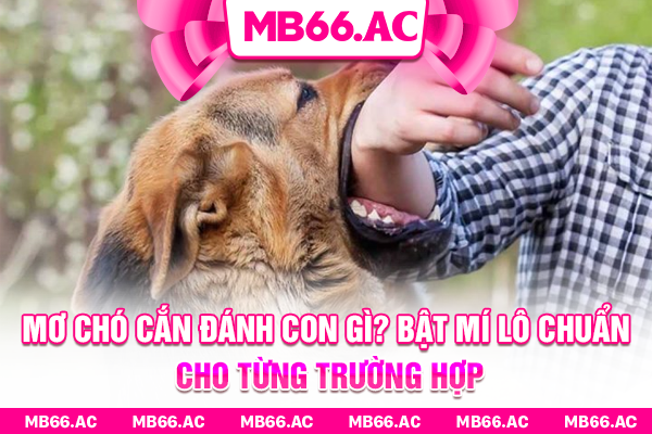 Mơ Chó Cắn Đánh Con Gì? Bật Mí Lô Chuẩn Cho Từng Trường Hợp