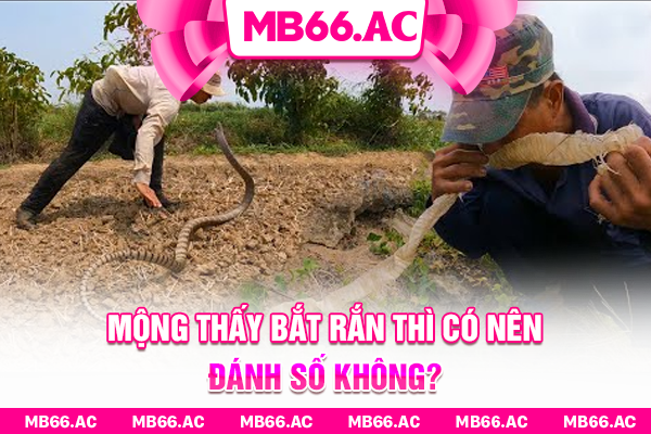 Mộng thấy bắt rắn thì có nên đánh số không?