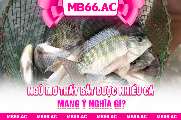 Ngủ mơ thấy bắt được nhiều cá mang ý nghĩa gì?