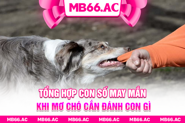 Tổng hợp con số may mắn khi mơ chó cắn đánh con gì