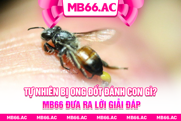 Tự nhiên bị ong đốt đánh con gì? MB66 đưa ra lời giải đáp