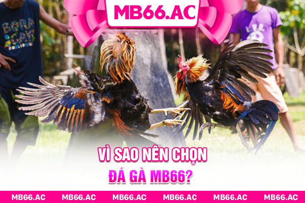 Vì sao nên chọn đá gà MB66?